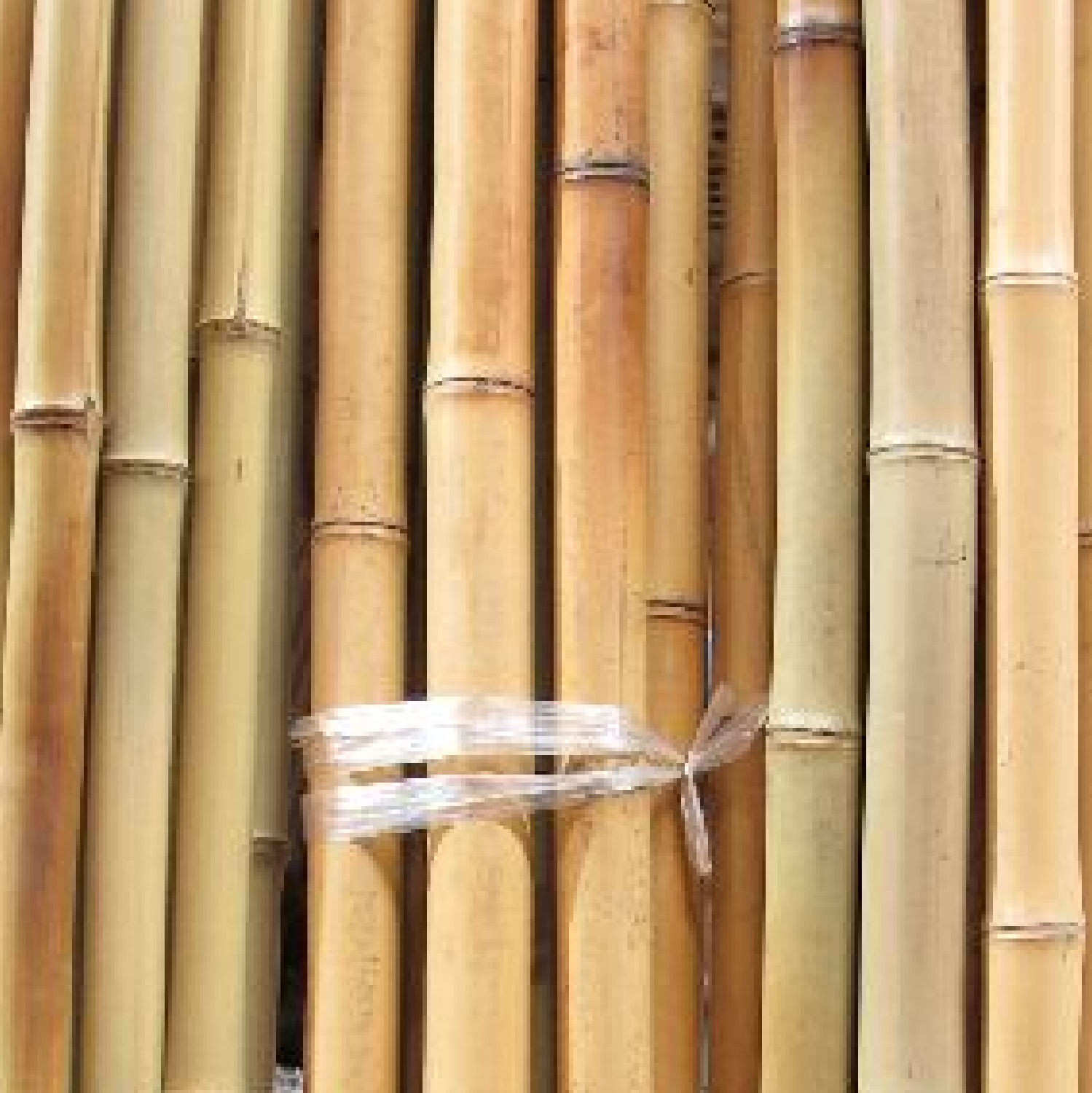 Bare Bamboo Poles 8FT, 5PC/Pk